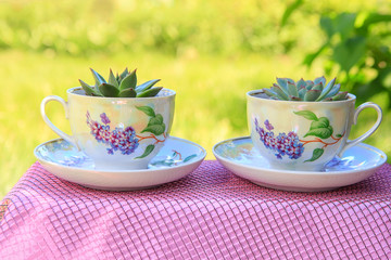Tea cups and succulent plants, lovely garden still life, summer morning bliss
