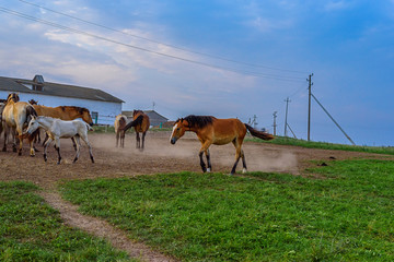 the horses on the farm next to the stable at sunset