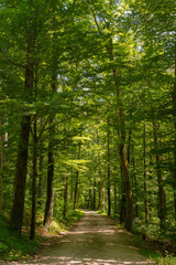 Fototapeta premium Idylle im Wald im Sommer - grüner Wald mit Weg