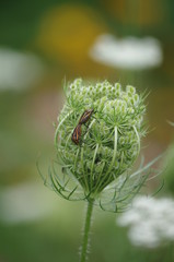 Insect mating