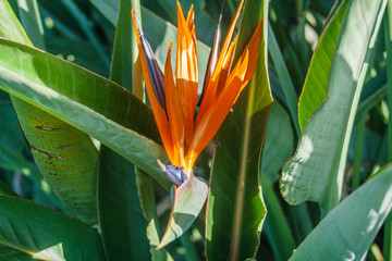 Orange tropical flower in a garden