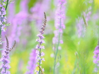 かわいい花リナリア