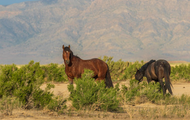 Wild Horses in the Utah Desert in Summer