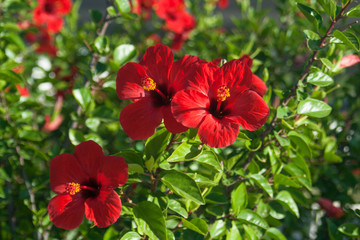 Macro photo red flower gibiscus and sunny day © joi
