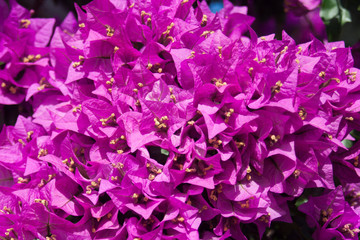 purple flowers blossom in summer garden macro