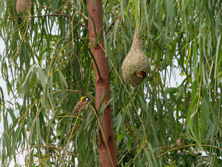 Weaver bird standing or perching on tree branch with its family and nest made by dry grass or straw on tree over nature background