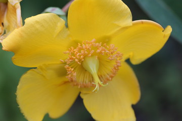 Un fiore giallo di montagna