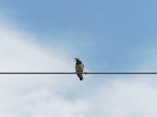 Common myna bird standing or perching on wire rope or cable sling with dry grass or straw in the mouth over blue sky background