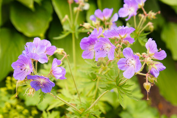 Geranium sylvaticum or wood cranesbill purple flowers