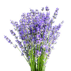 Naklejka premium Bunch of lavender flowers on white background