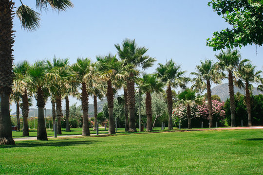 Palm pars paradise, vacation relax summer