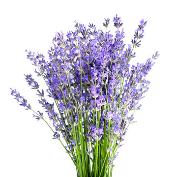 Fototapeta Bunch of lavender flowers on white background