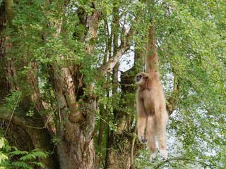 Yellow gibbon with black face and white fur at eyebrow, cheek, hands, and feet hanging on tree branch with blurred background