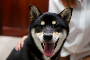 japanese Shiba Inu dog and young girl. Beautiful shiba inu puppy color black brown.