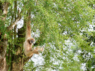 Yellow gibbon with black face and white fur at eyebrow, cheek, hands, and feet hanging on tree branch with blurred background