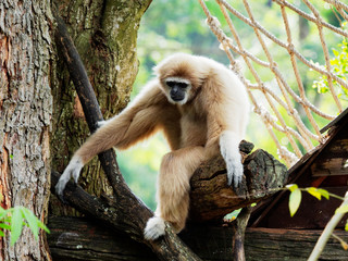 Yellow gibbon with black face and white fur at eyebrow, cheek, hands, and feet resting on a log with blurred background