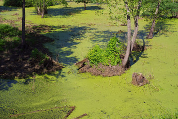 Beautiful swamp fauna, swamp landscape, swamp vegetation. Natural landscape