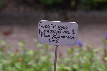 zawciągowiec zwyczajny