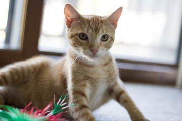 Orange Cat