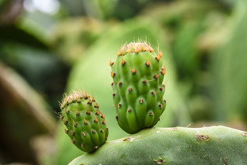 Pricklly pears budding from flat leaves.