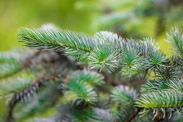 green prickly branches of a fur-tree or pine