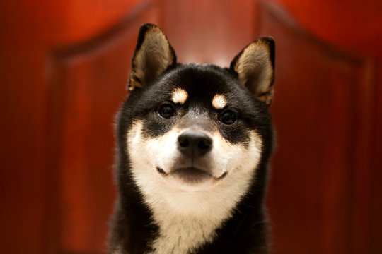 Japanese Shiba Inu dog. Beautiful shiba inu puppy color black brown.