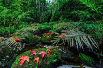 Maple and green fern in the stream in rainforest.