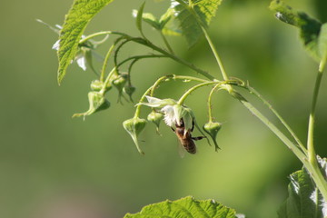 russian macro insect