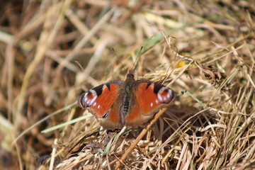 russian macro insect