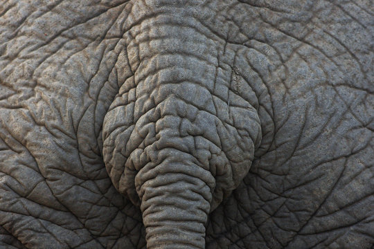 Bottom of the african bush elephant (Loxodonta africana) or african savanna elephant with typical tail on the full screen
