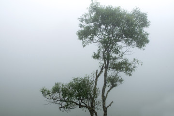 The tree with the mist is blurred.