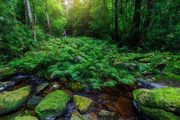 Green fern in the stream in rainforest.