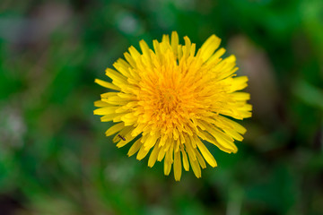 yellow dandelion flower close up, macro, spring background