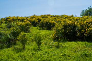 Prato di montagna