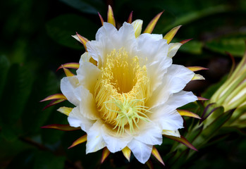 dragon fruit flower