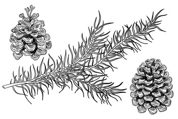 Fir branch and cone sketches isolated on white.