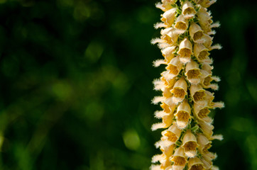 Orange foxglove growing along a farm trail