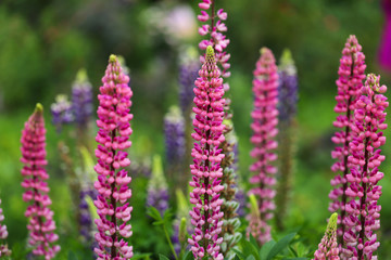 Obraz premium Pink Lupines in the garden