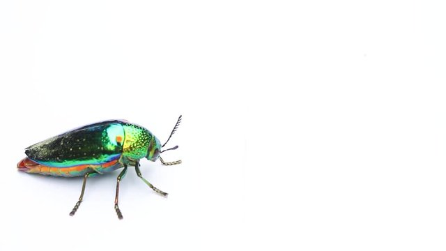 Thailand Jewel beetle or Metallic wood-boring beetle on white background.