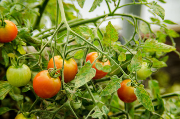 Tomatoes await harvest at a small farm
