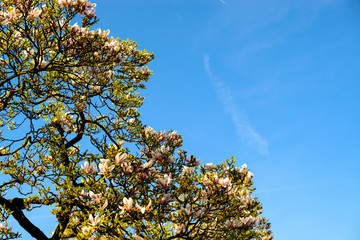 Beautiful purple blossom magnolia flowers on the magnolia tree a