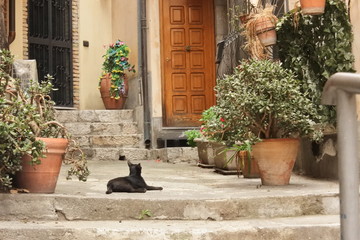 Fototapeta na wymiar a black cat in front of the house