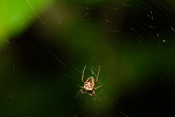 Spider in the nature  enviornment.