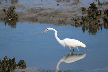 Egret