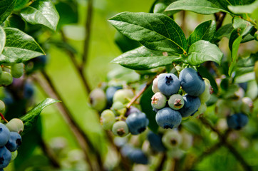 Blueberries waiting for collection at blueberry farm