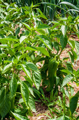 Green peppers awaiting harvest on a farm