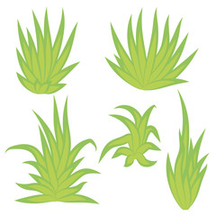 Aloe vera, succulent plant, flower set isolated on white background. Vector illustration.