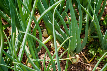 Mature garlic awaiting harvest