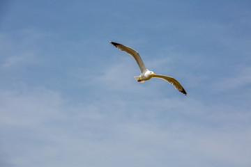 Seagull in fly