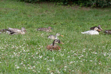 The baby birds of Grey duck in the Toneri park in Tokyo, Japan / Toneri park is a public park in Tokyo